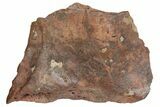 Fossil Metoposaurid Skull Section - Chinle Formation, Arizona #153724-4